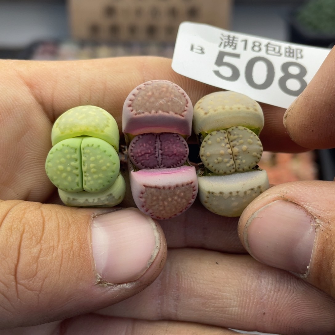 无铅玻璃000000000000508