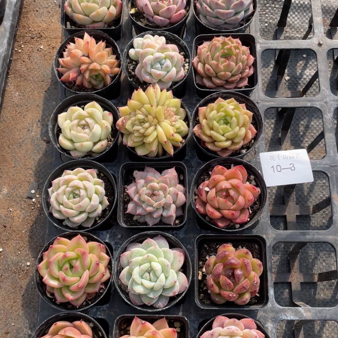 一物一拍18颗10-3