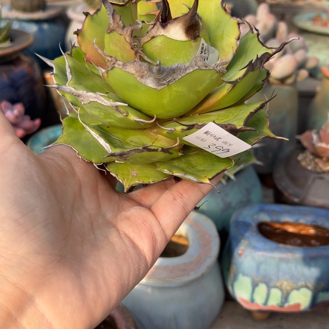 兔***字1987新中式多肉花盆009