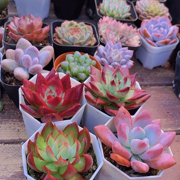 如图4盆1111111111111