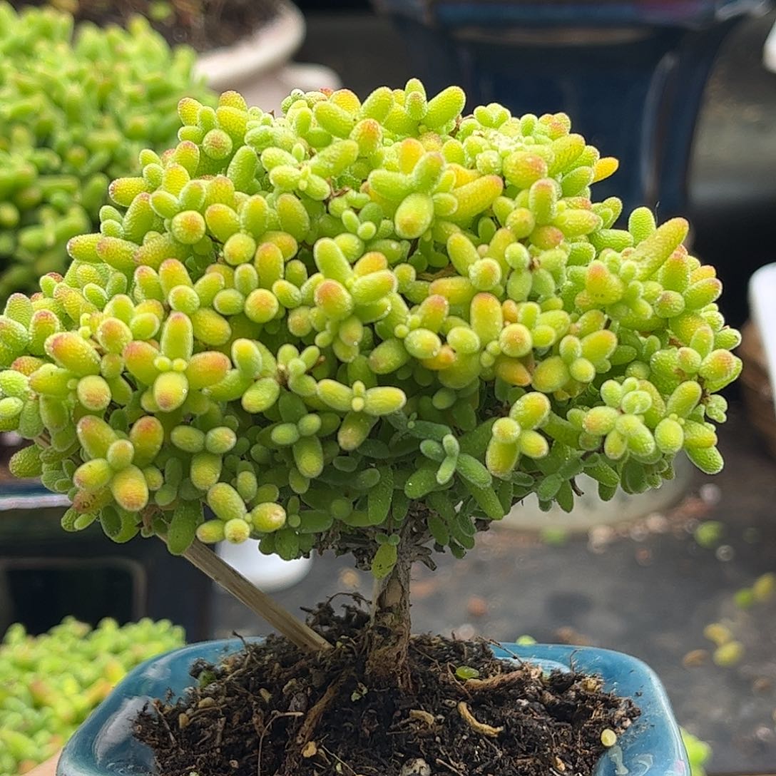 12蜜桔带盆优选枝干