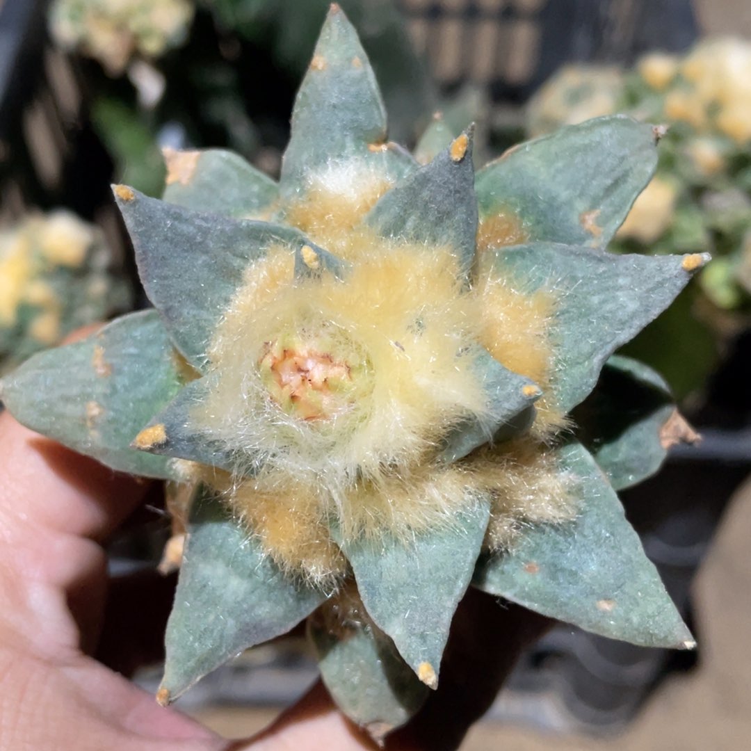 仙人球开花936 仙人球