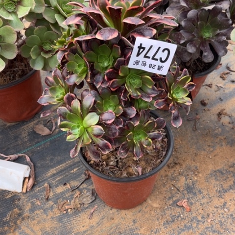 774欧嘉莉不包断枝