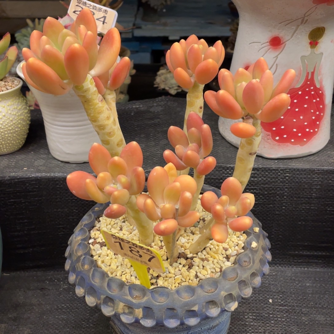 弥鹿之森一物一拍