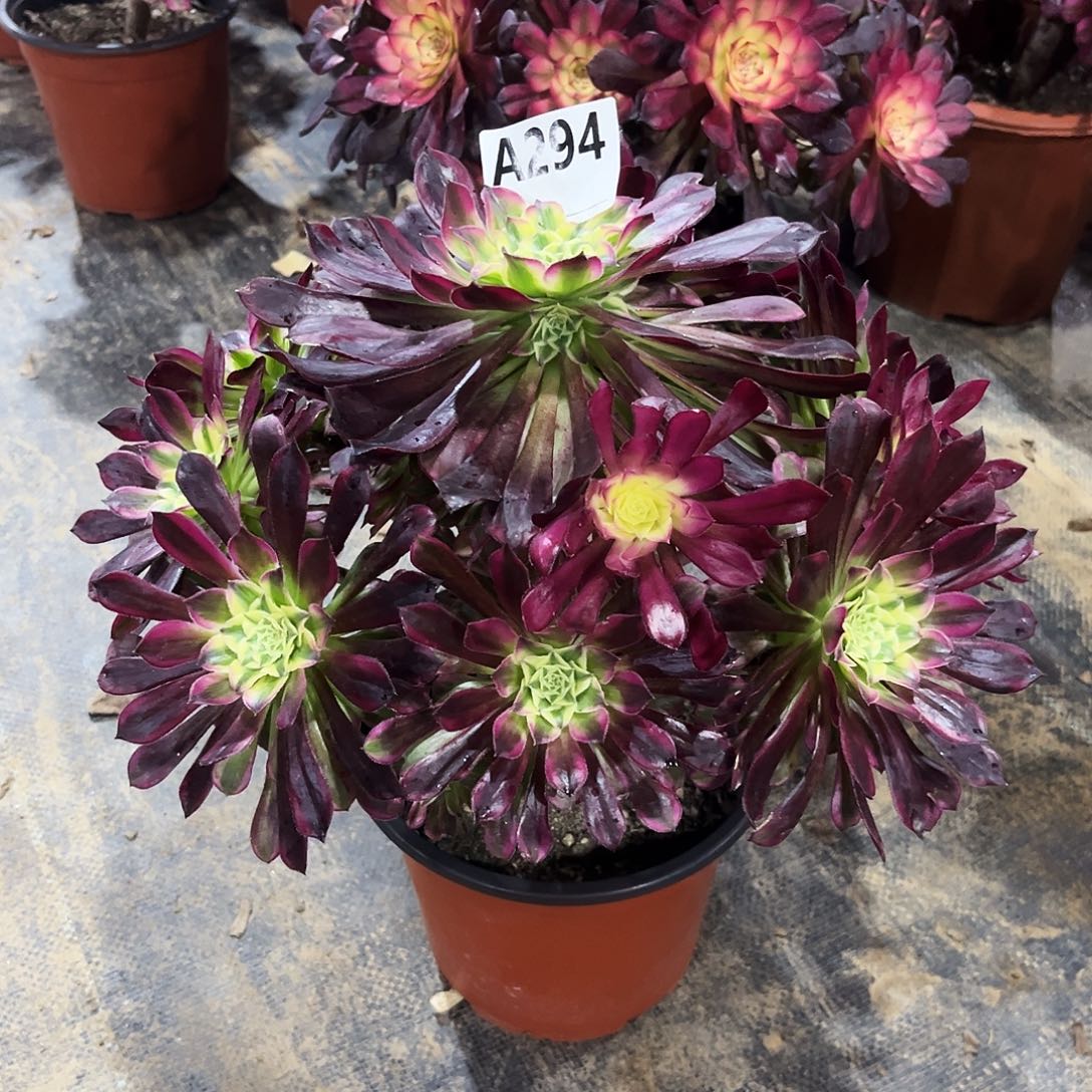 多肉植物天合294多肉