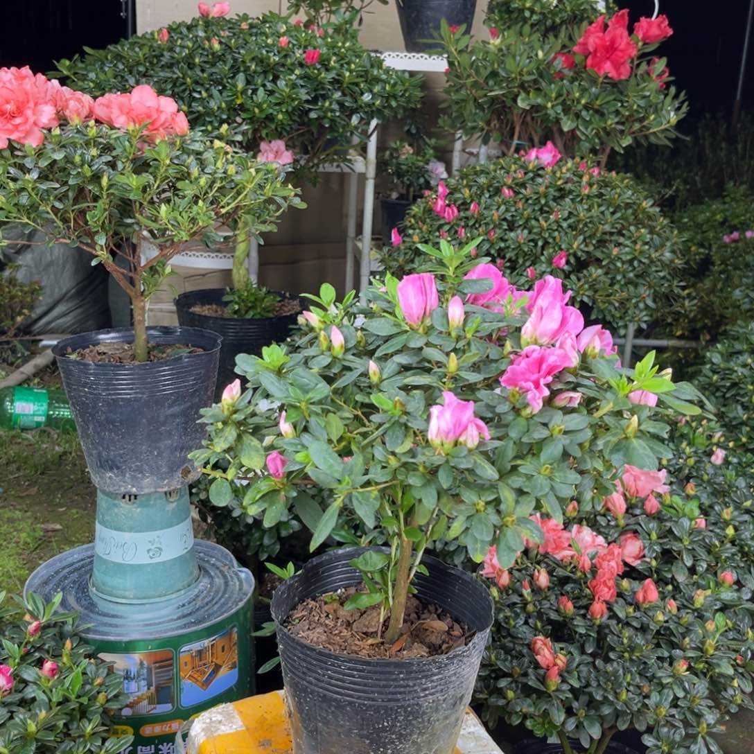 @****大部分花苞少量开放