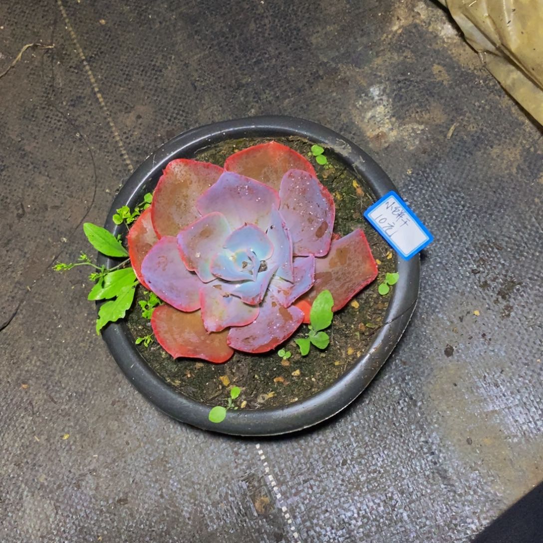 小***ε一物一拍一物一拍