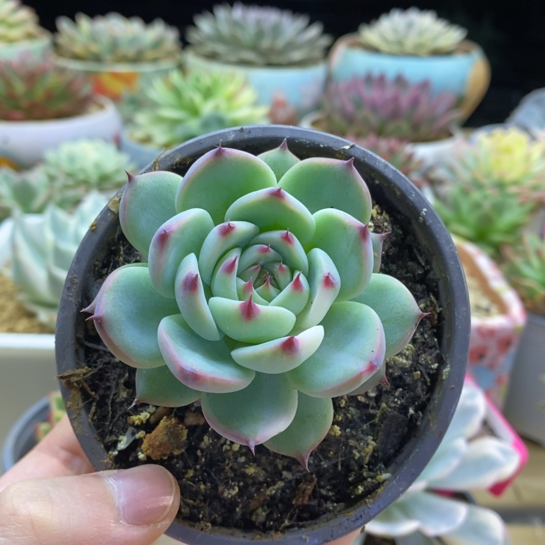 150吉娃娃锦锦锦锦