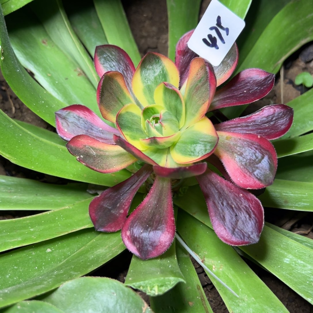 f***g475烈焰多嫁接多肉