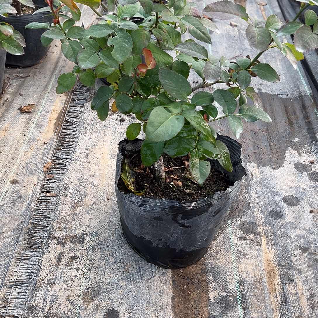 当前无花栽培后可以开花