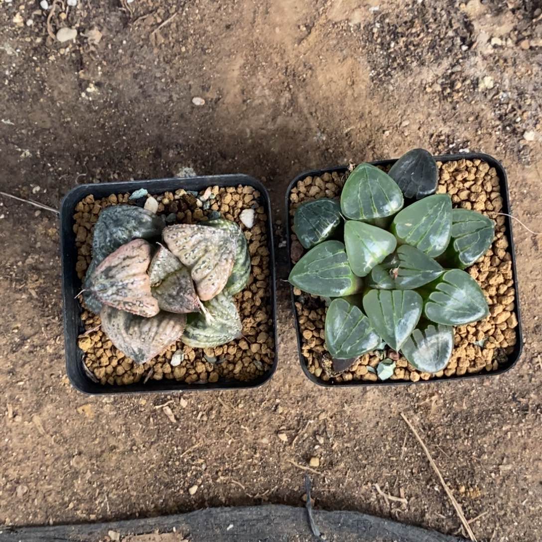 130 两颗一起 新粉福利