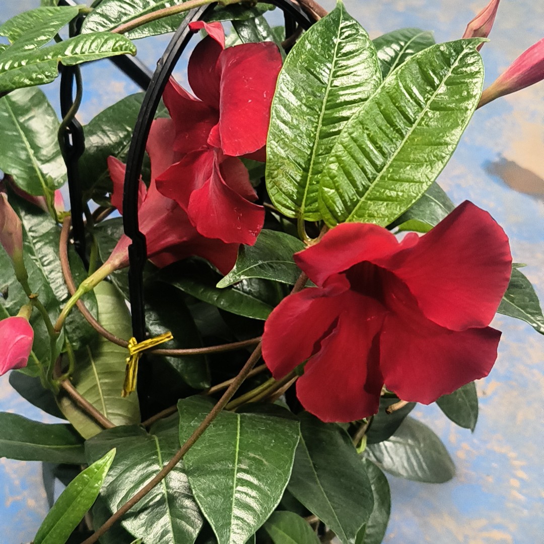 【飘香】藤大花型爬藤耐热庭院阳台开花植物盆栽