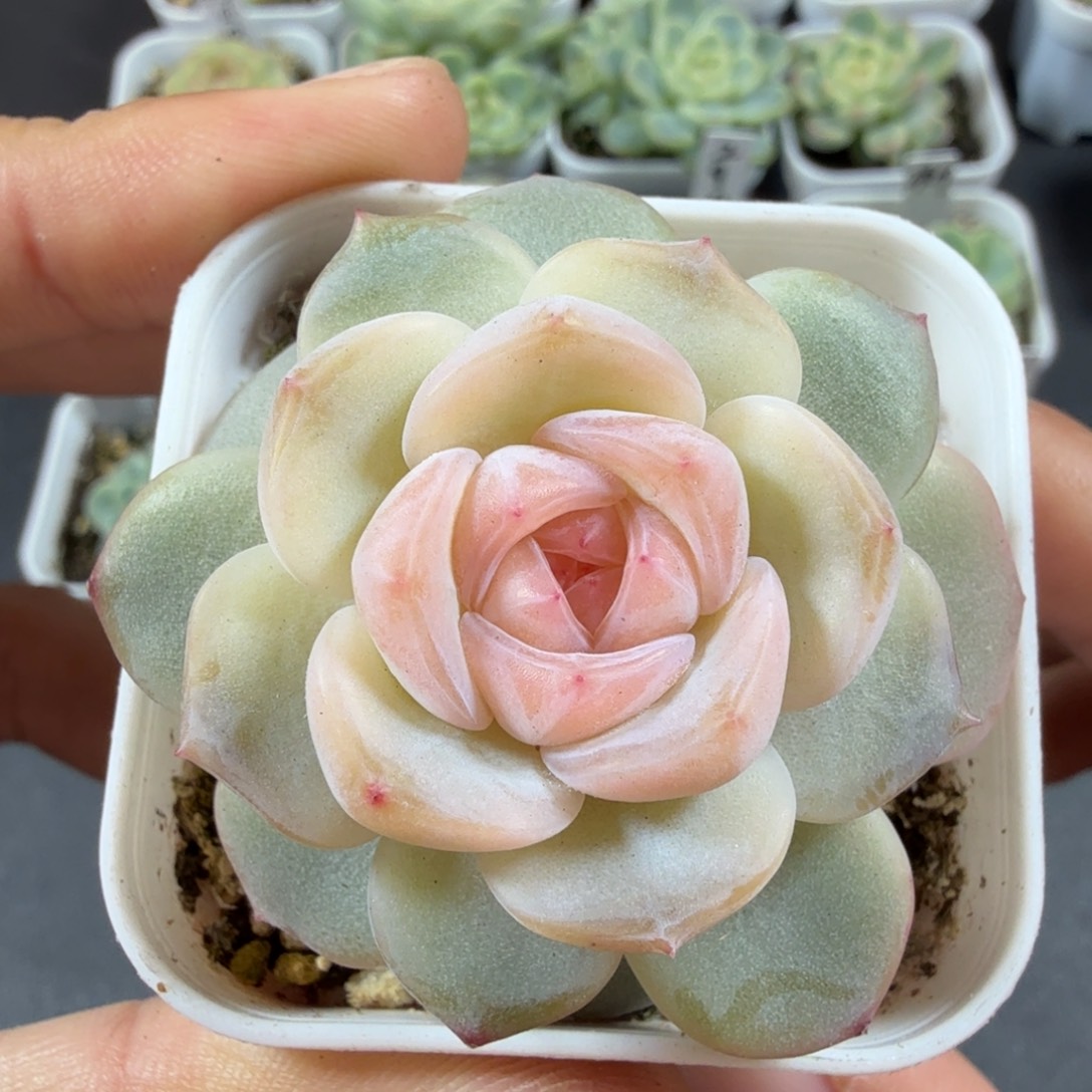 糖混单头一物一拍171