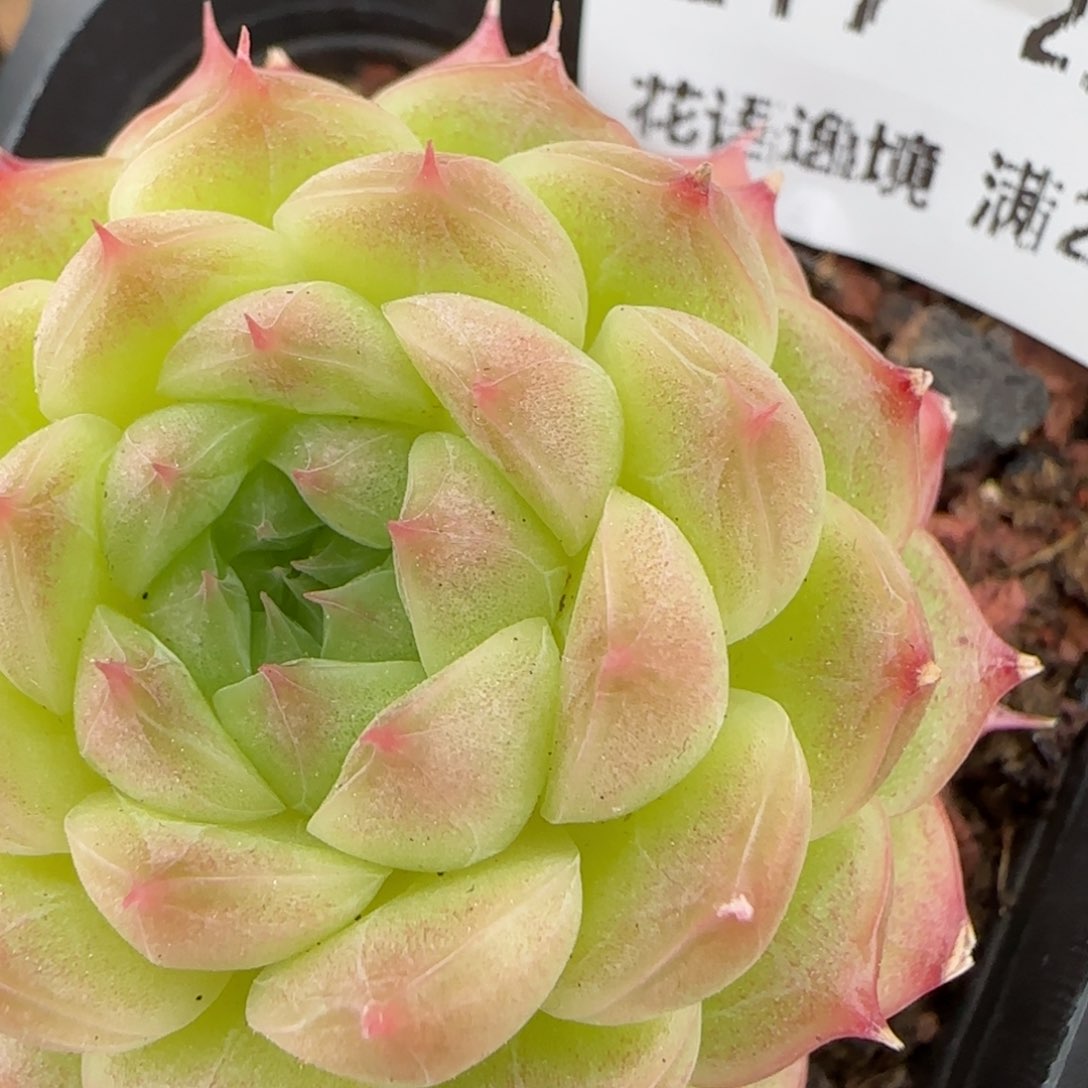 花语逸境0210-217