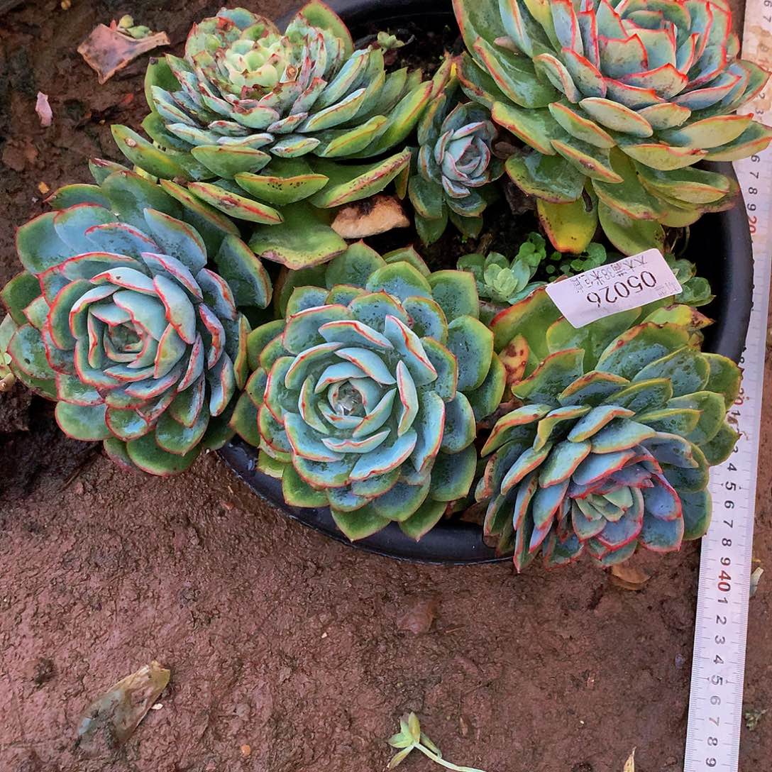 *****     晨露多肉05026