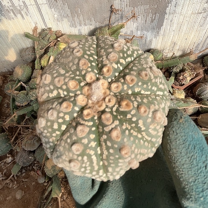 完全开放兜兜兜1