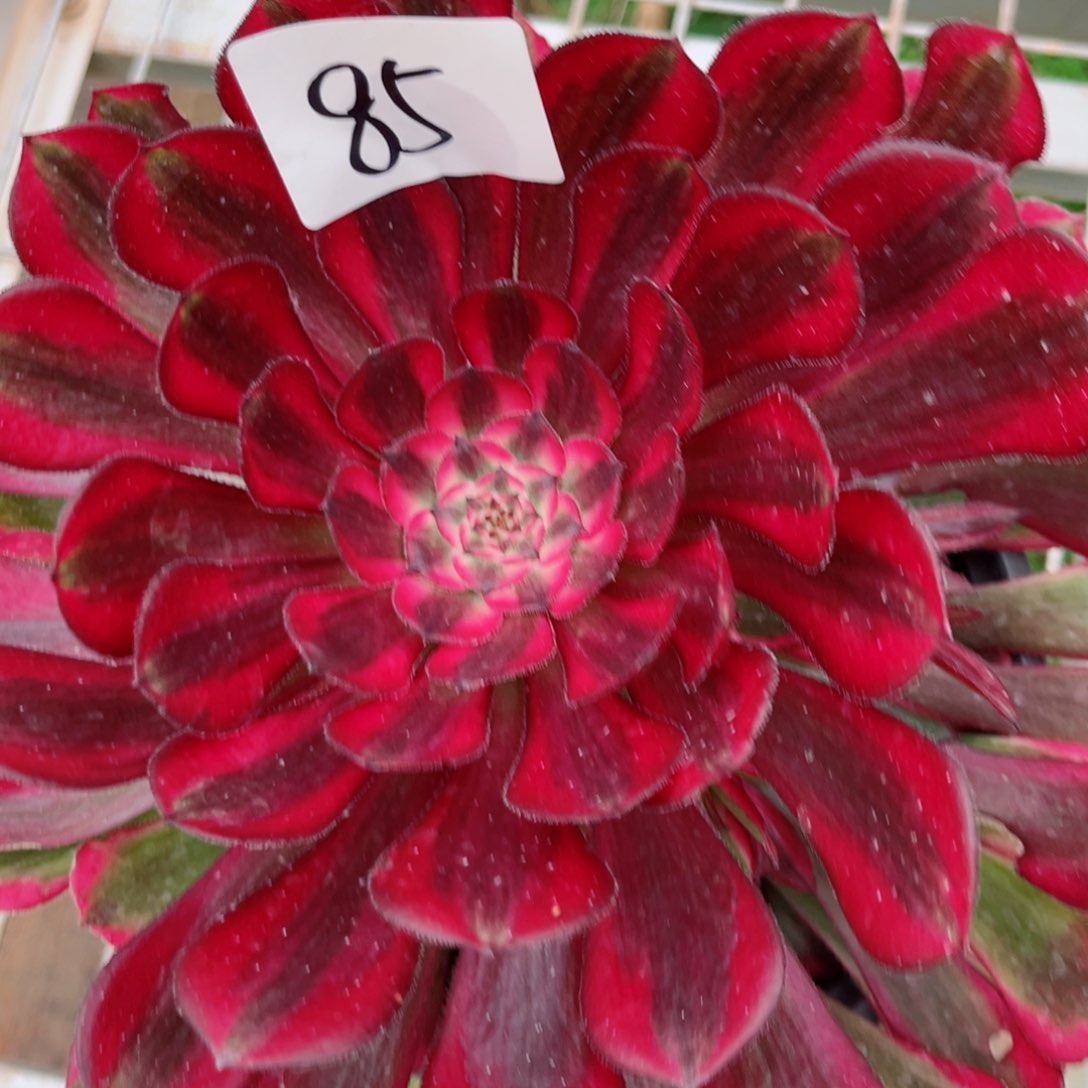 一物一拍多肉法师85