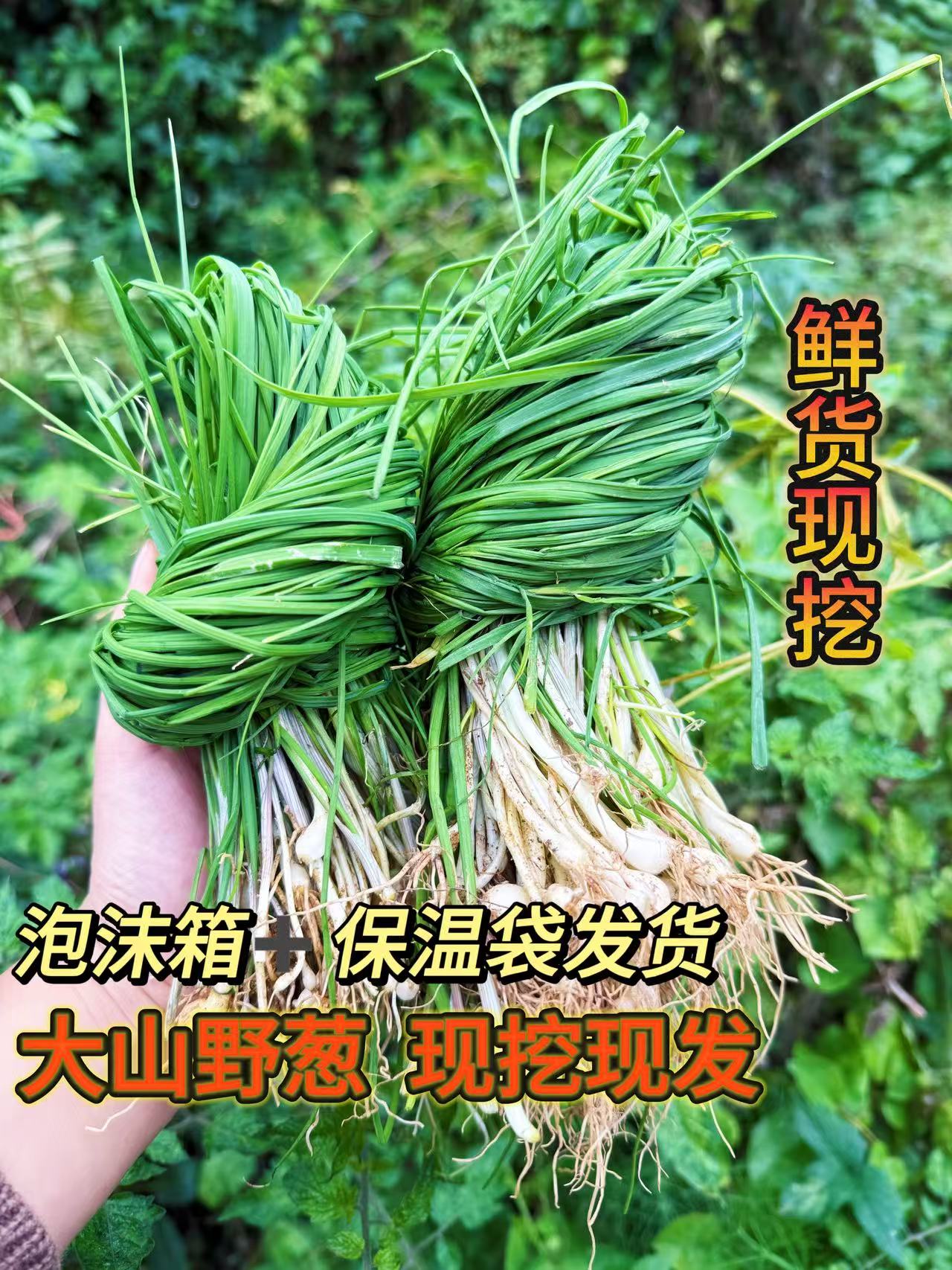 【爱心助农】贵州新鲜野葱深山现挖小苦蒜野胡葱葱百香葱菜苦蒜包邮