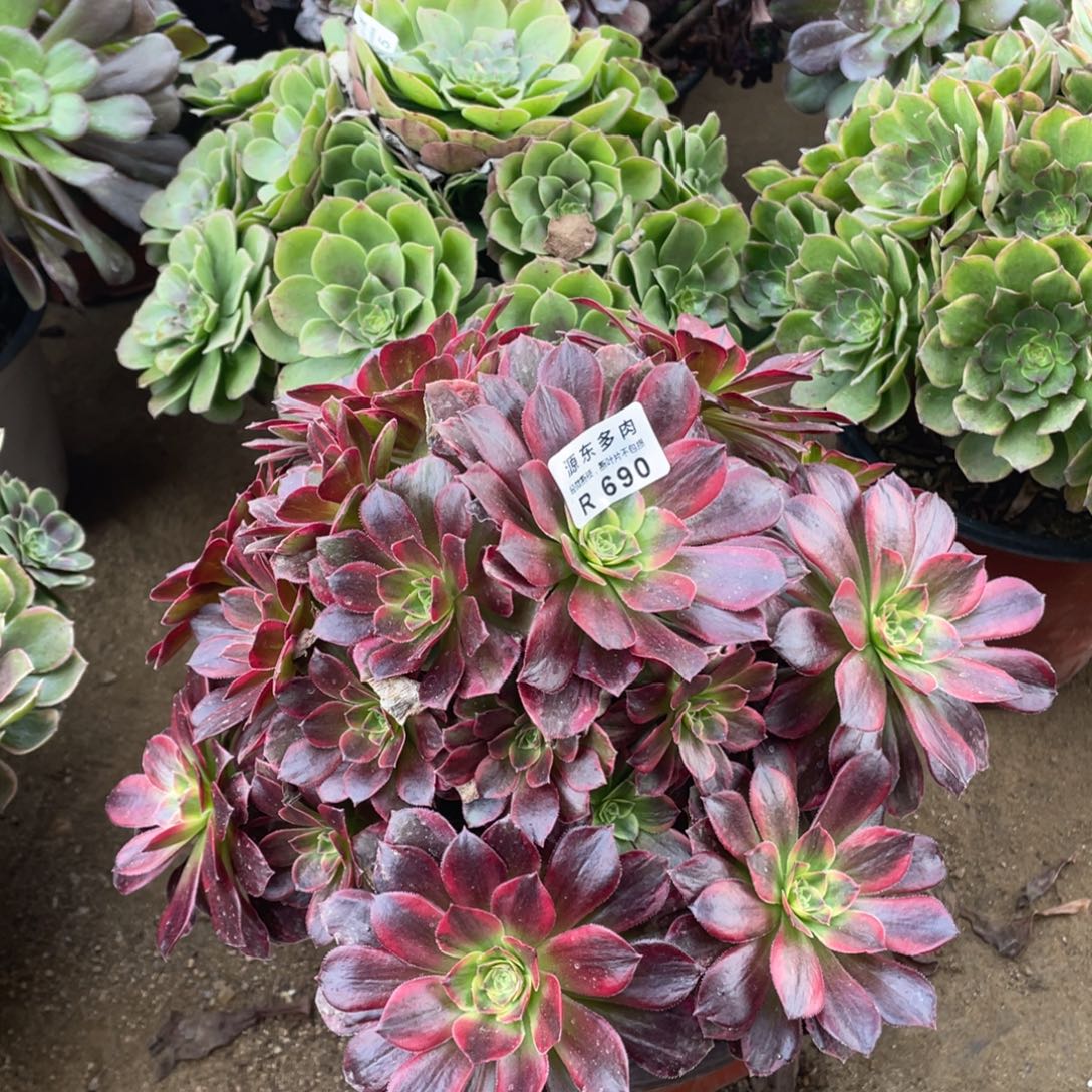 690安娜多肉法师断枝不包