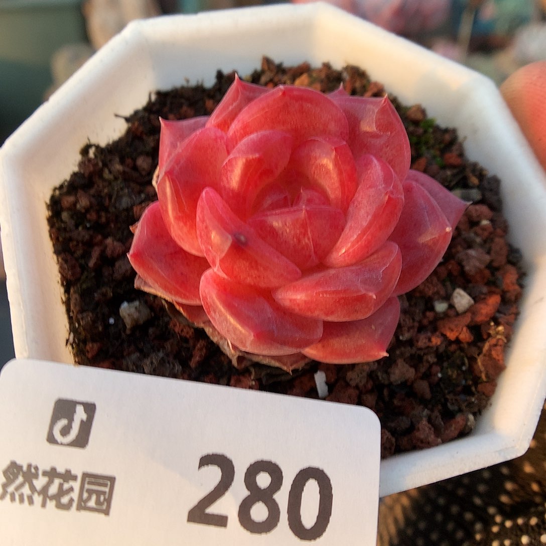 280琥魄多肉植物3333