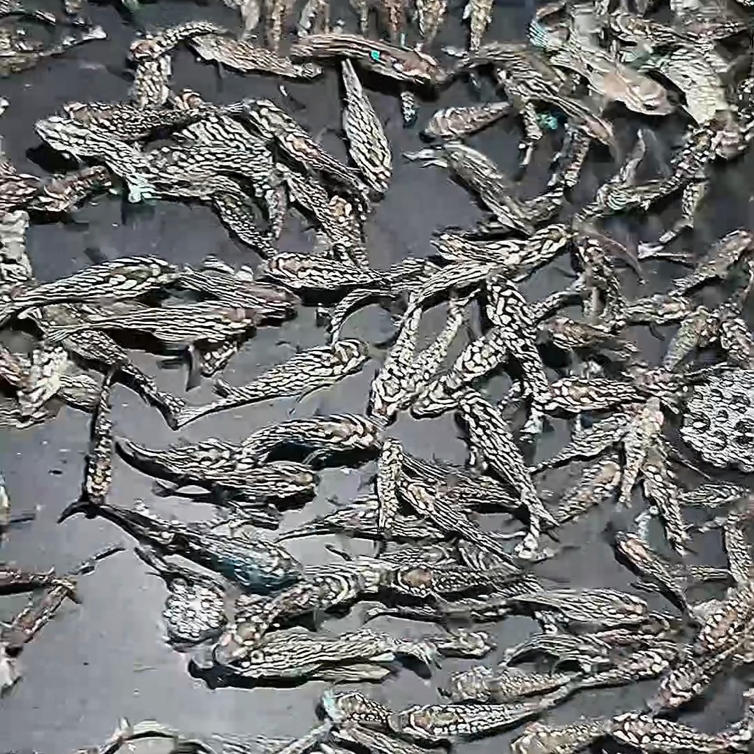 泰国进口罗汉鱼鱼苗活体佳佳直播间看鱼为准2