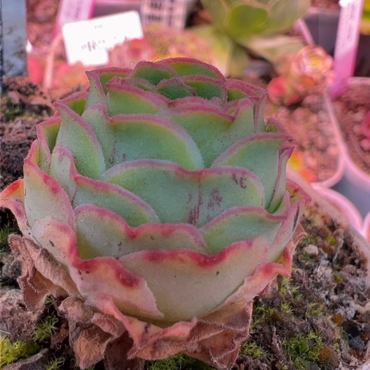 HR528折扣88折月华版有白龙基因的