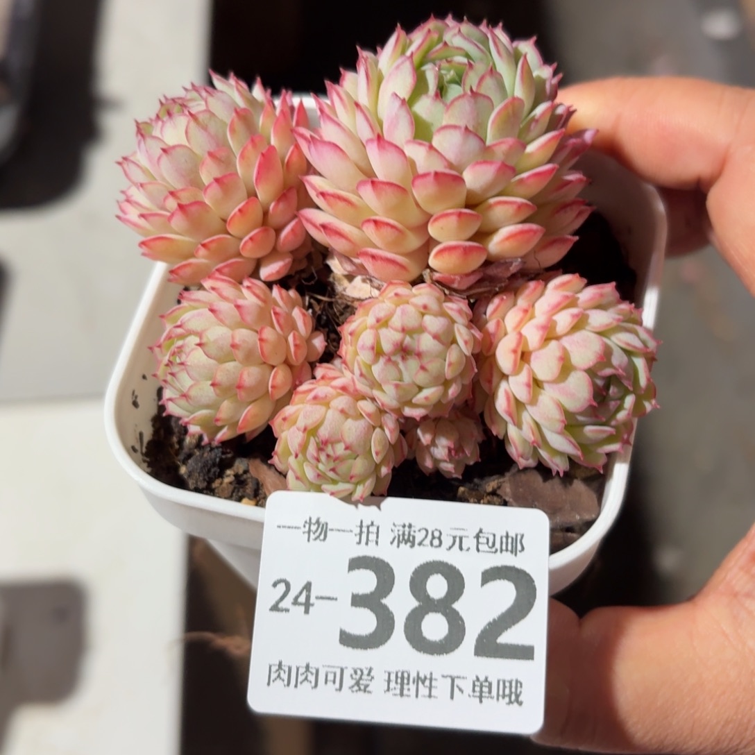 小红船无盆土发货无