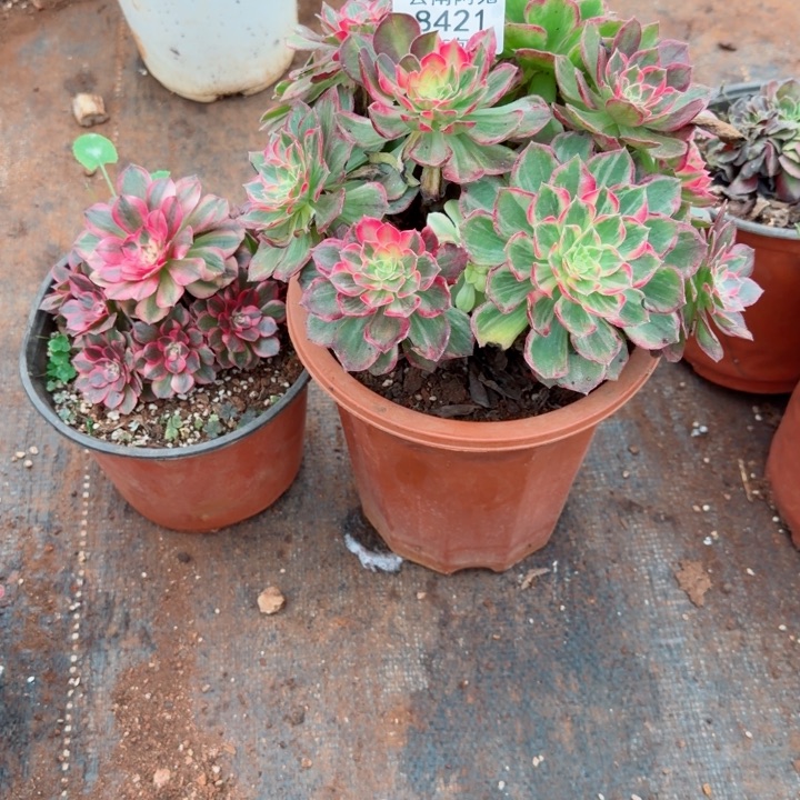 8421号两颗啊啊啊啊