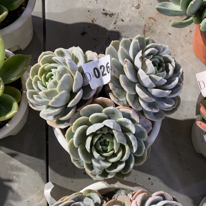 雨***晨026蓝色惊喜多肉植物