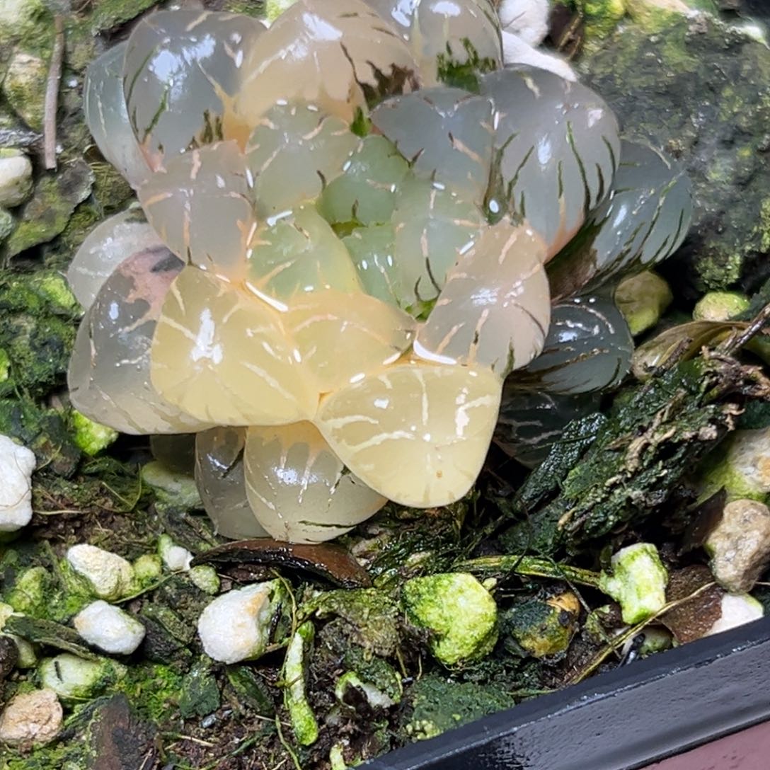 十二卷多肉植物2006大紫冰灯