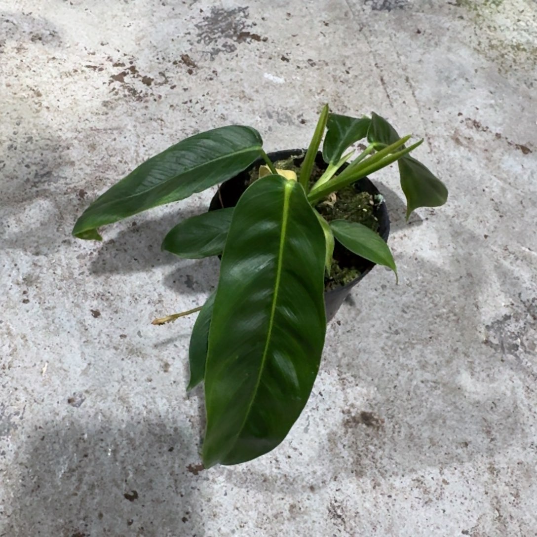 G***o完全开放l02pp蔓绿绒