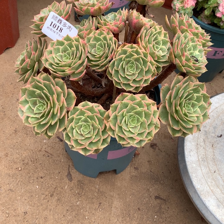 1018粉花妖多肉植物特价
