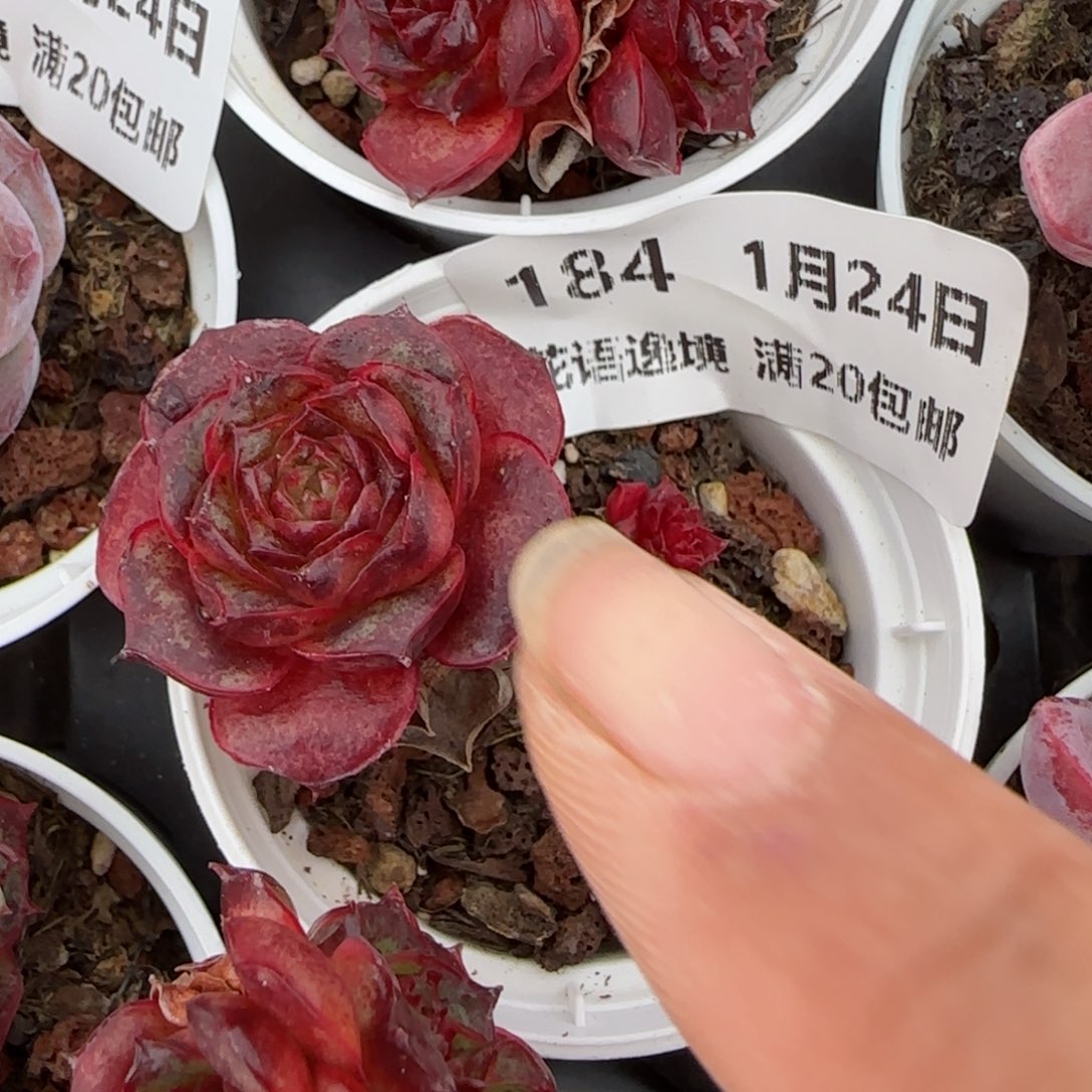 花语逸境0124-184