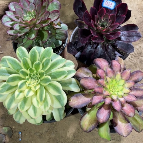 429多肉植物组合