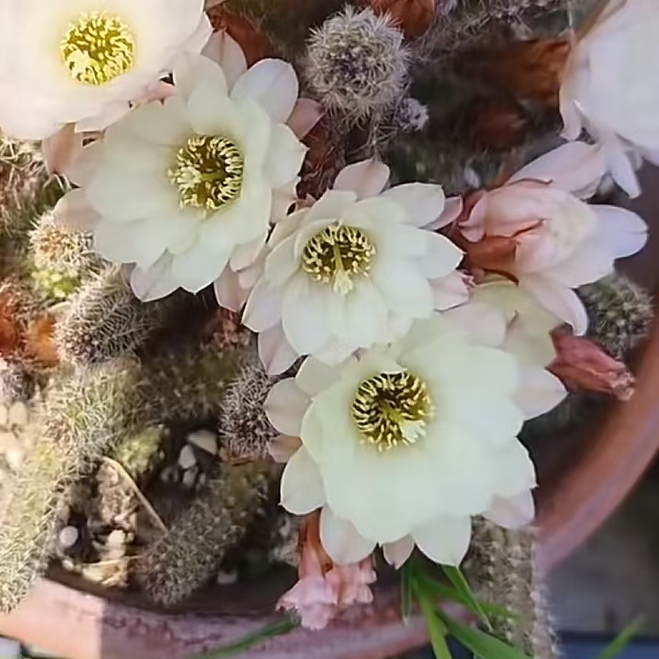 马尔文荣耀  自生根  进口 杂交白檀 1年苗 盆栽 阳台