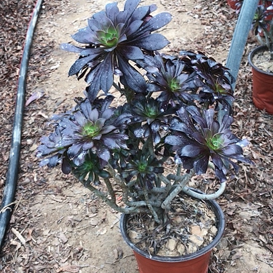 黑法妖桩多肉植物4