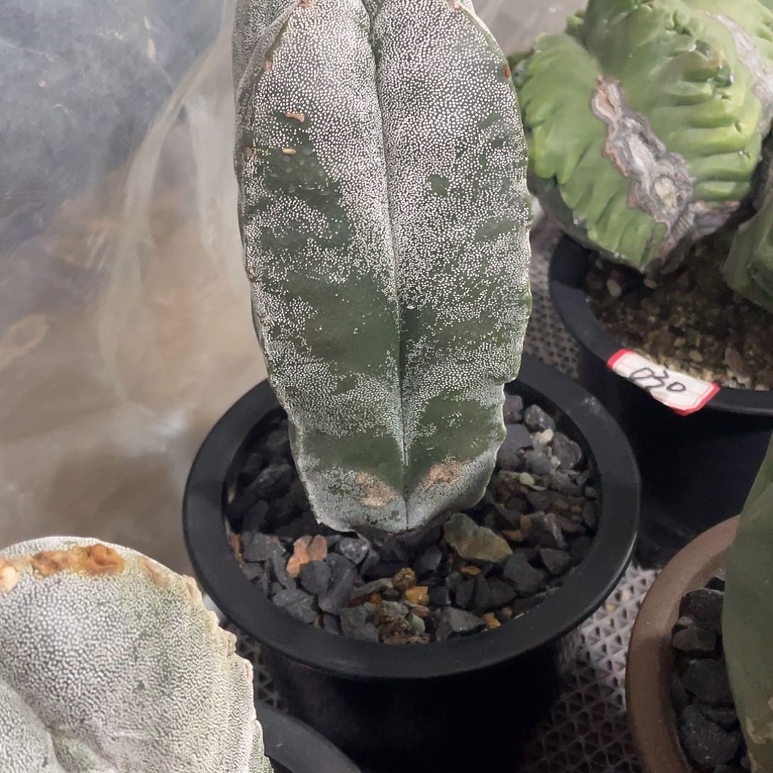 068实生根四方柱子鸾凤玉