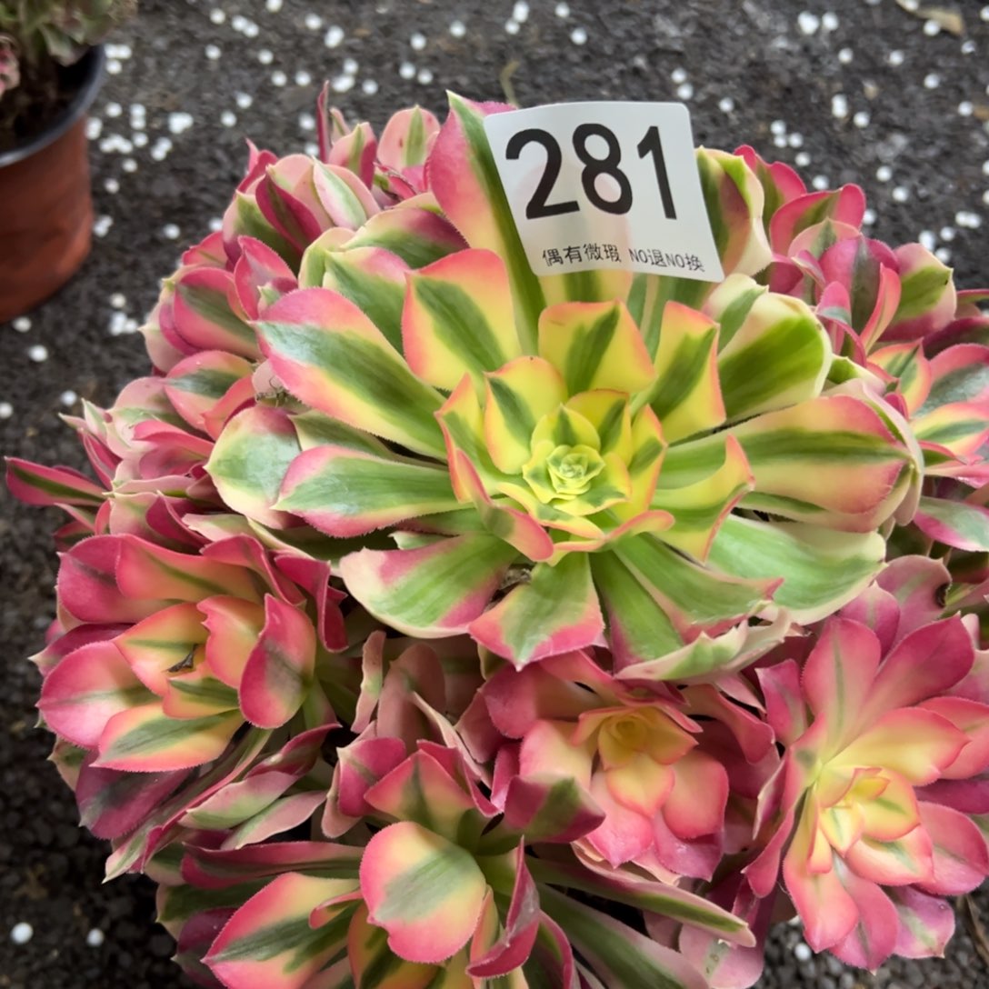 我是真的很喜欢这个