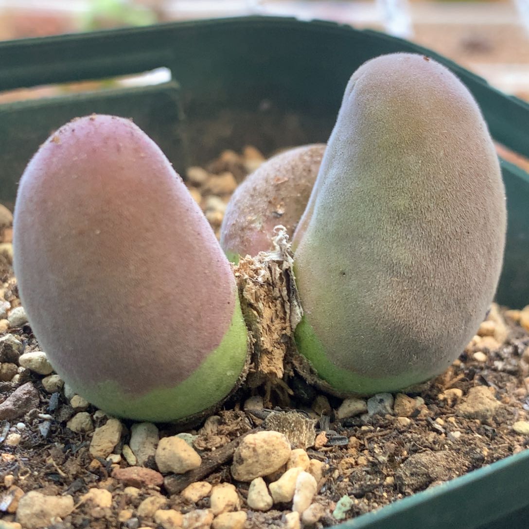 三头宝辉 肉锥植物