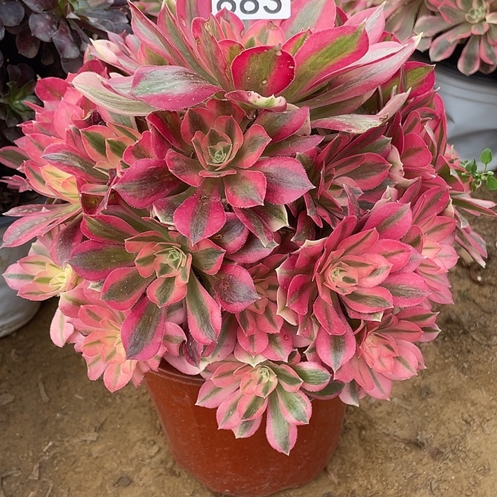 无花朵883粉女巫对肉植物