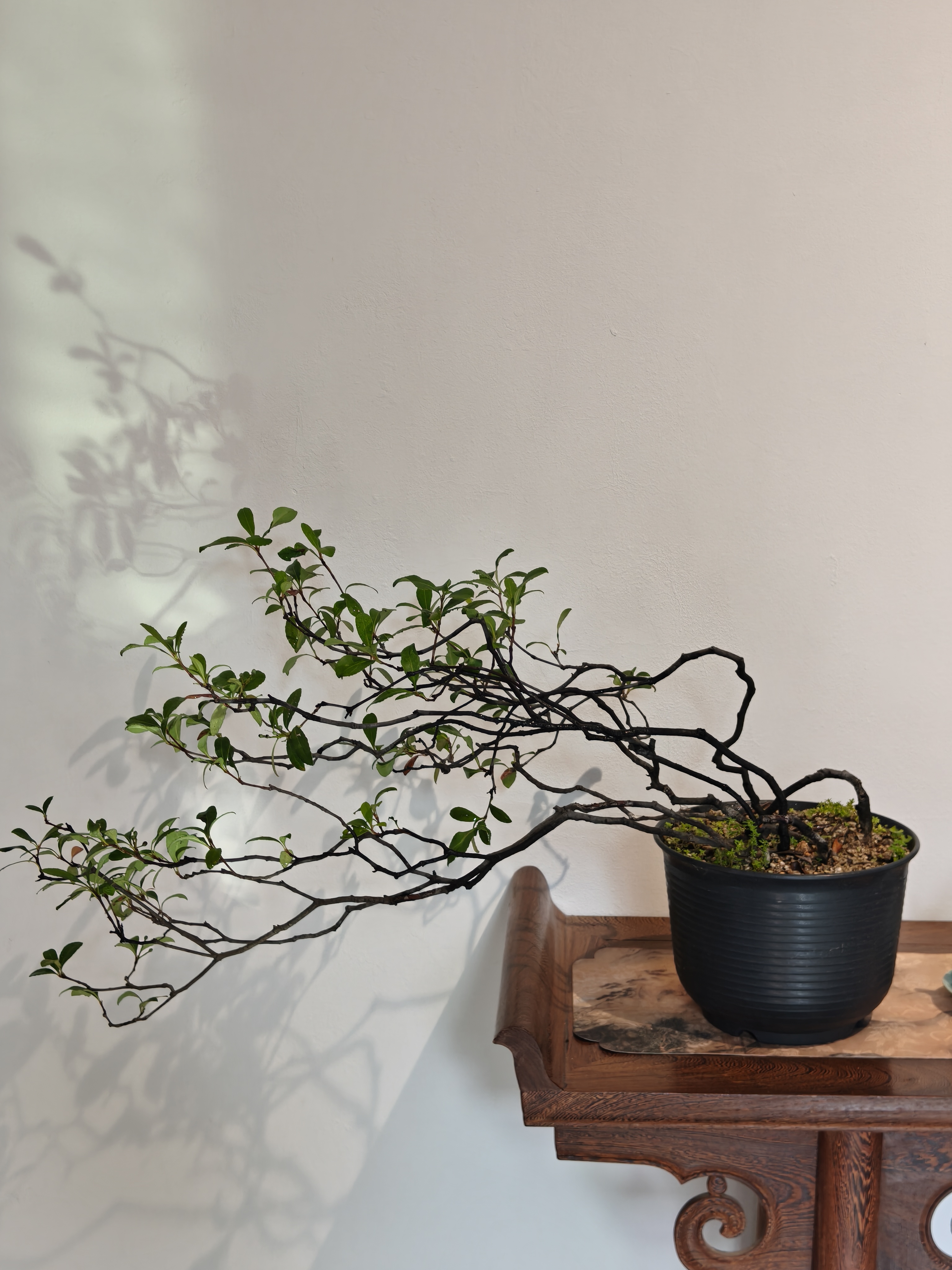 老辣游龙斜飘茶台飘枝海岛春花精品带盆老辣虫草枝