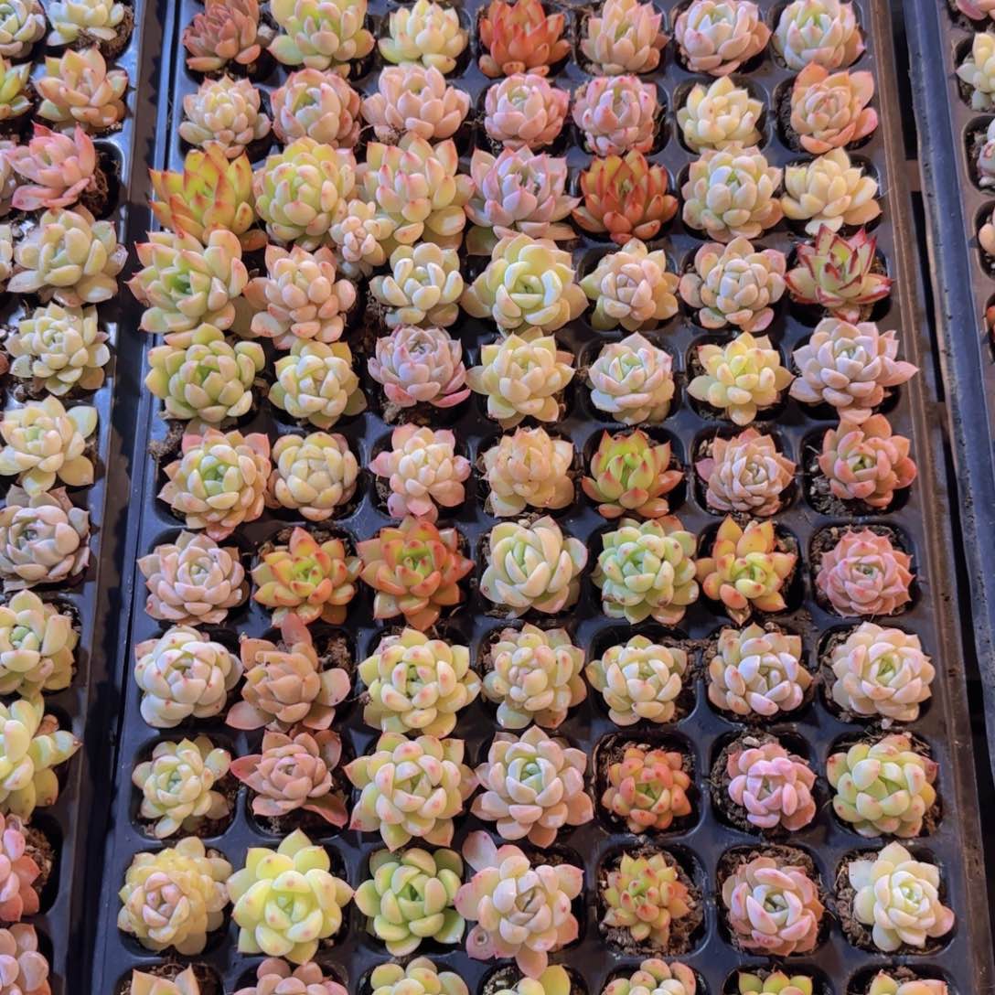 直播一物一拍多肉35