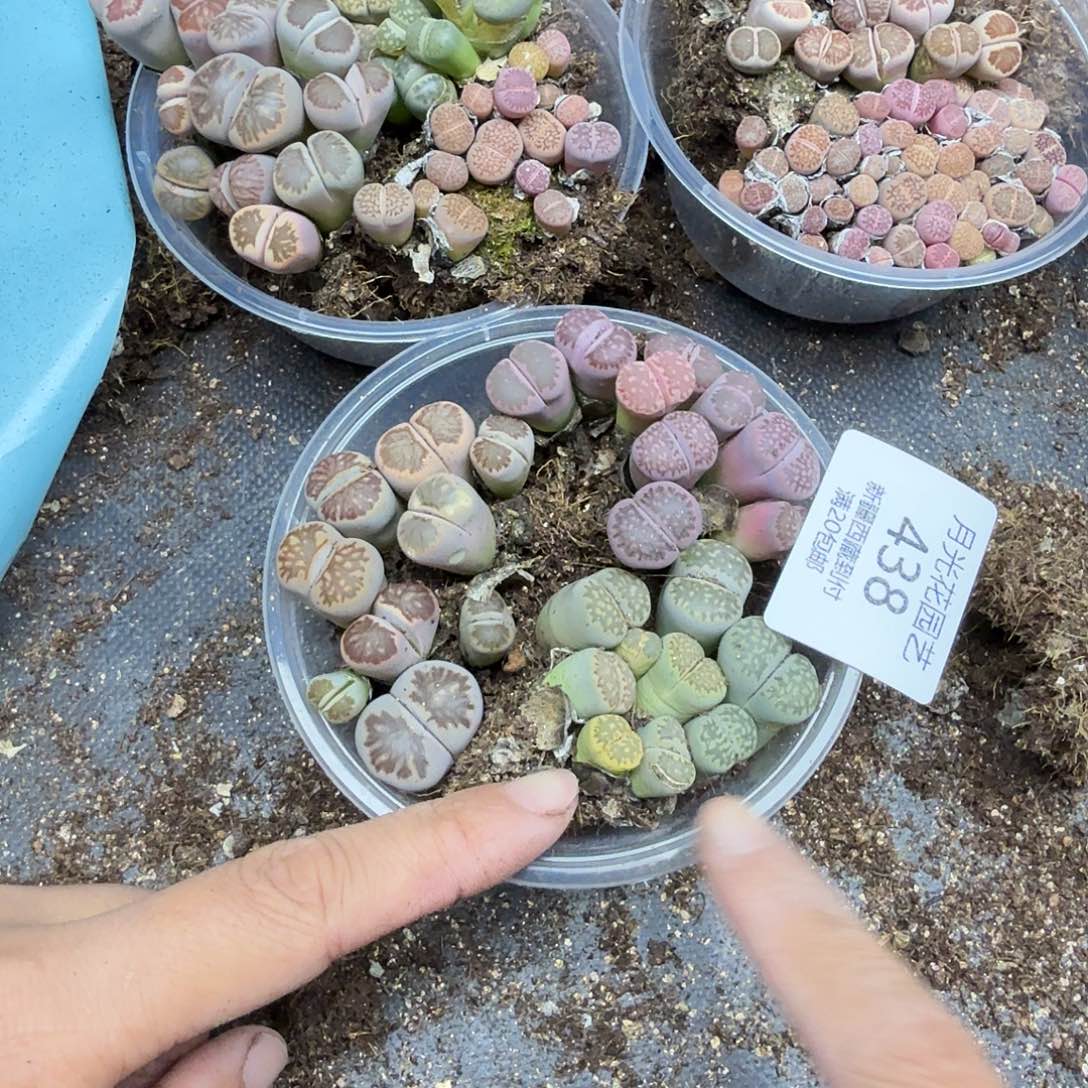 好喜欢看肖蘸唱歌跳舞呀呜呜438哈哈