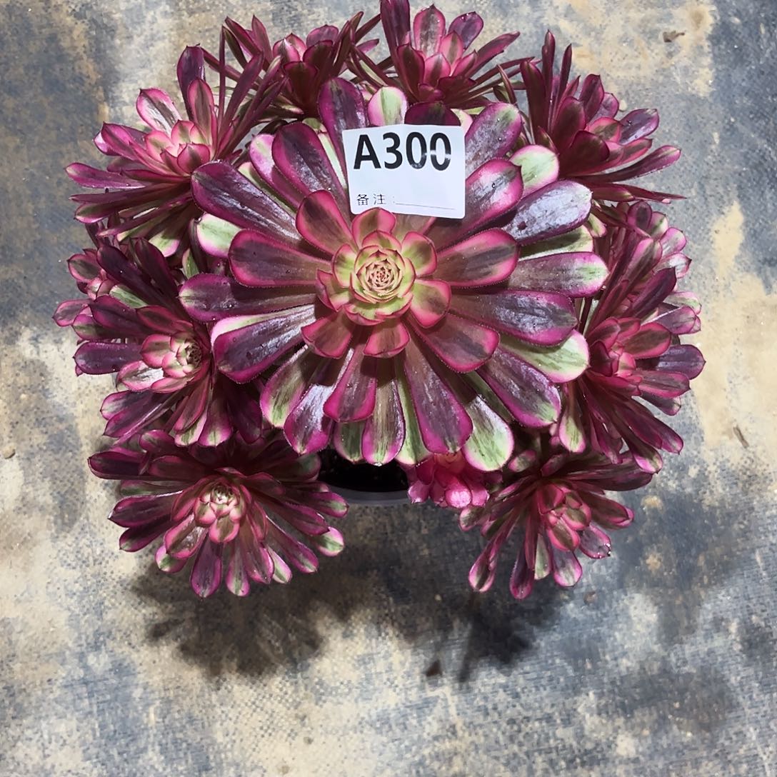 多肉植物白月光300多肉