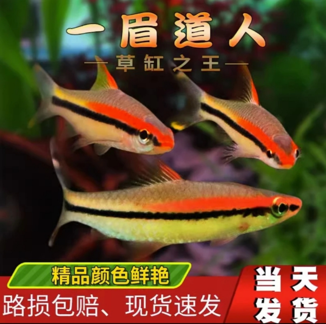 热带鱼 一眉道人观赏鱼热带淡水鱼群游好养草缸精品鱼苗活体