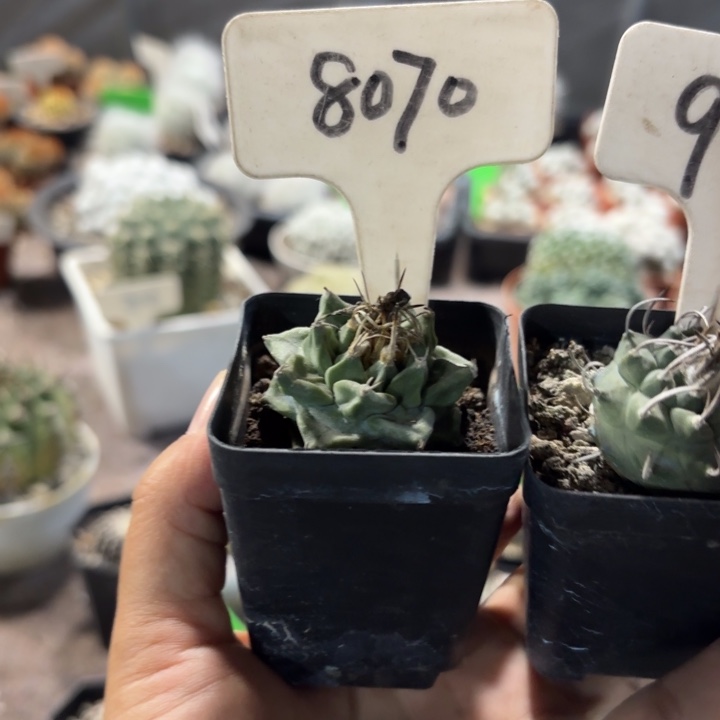 娇丽8070 946二个娇丽好养