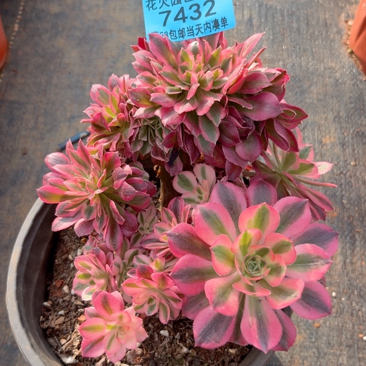 女巫缀7432多肉植物