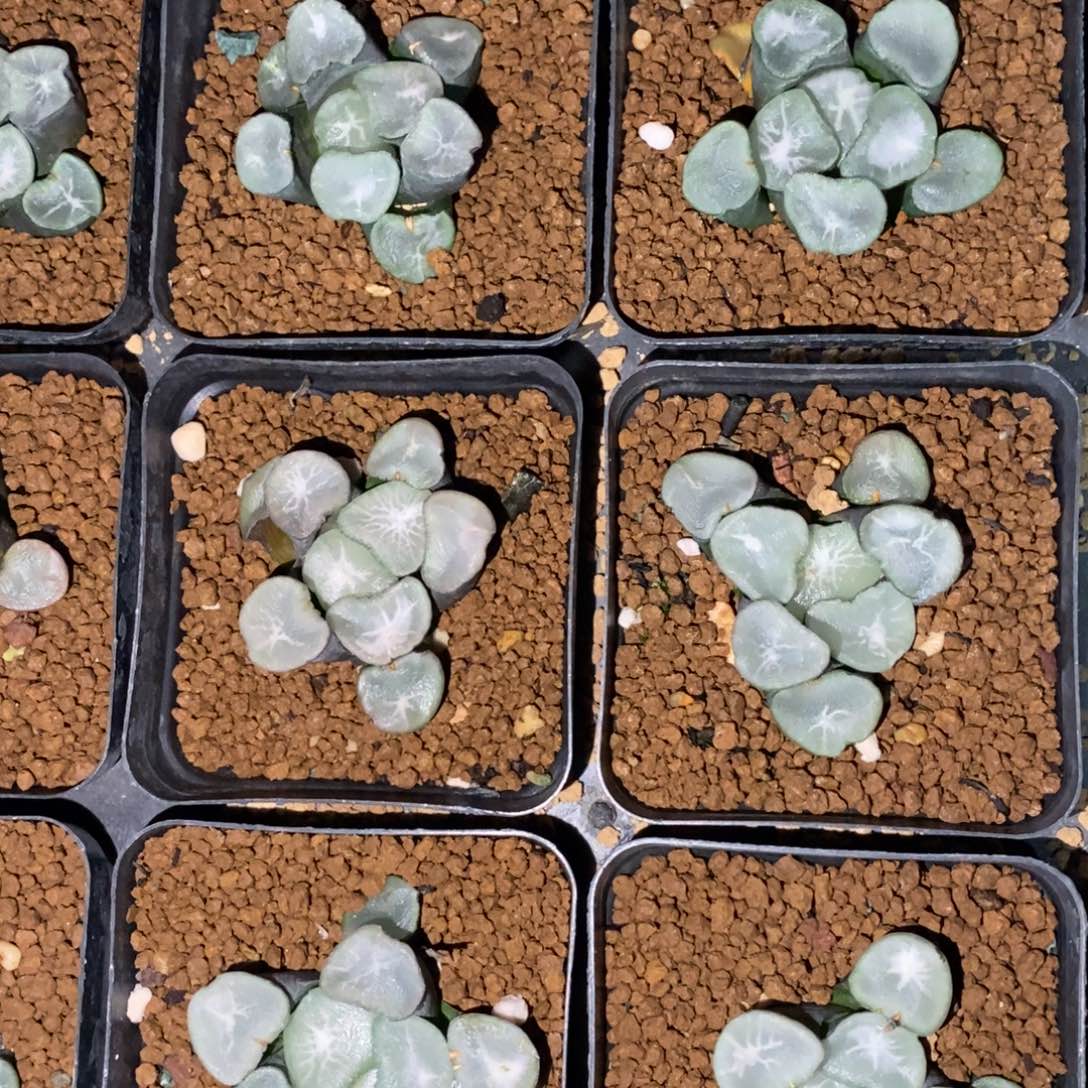 十二卷一颗大望乡万象。   