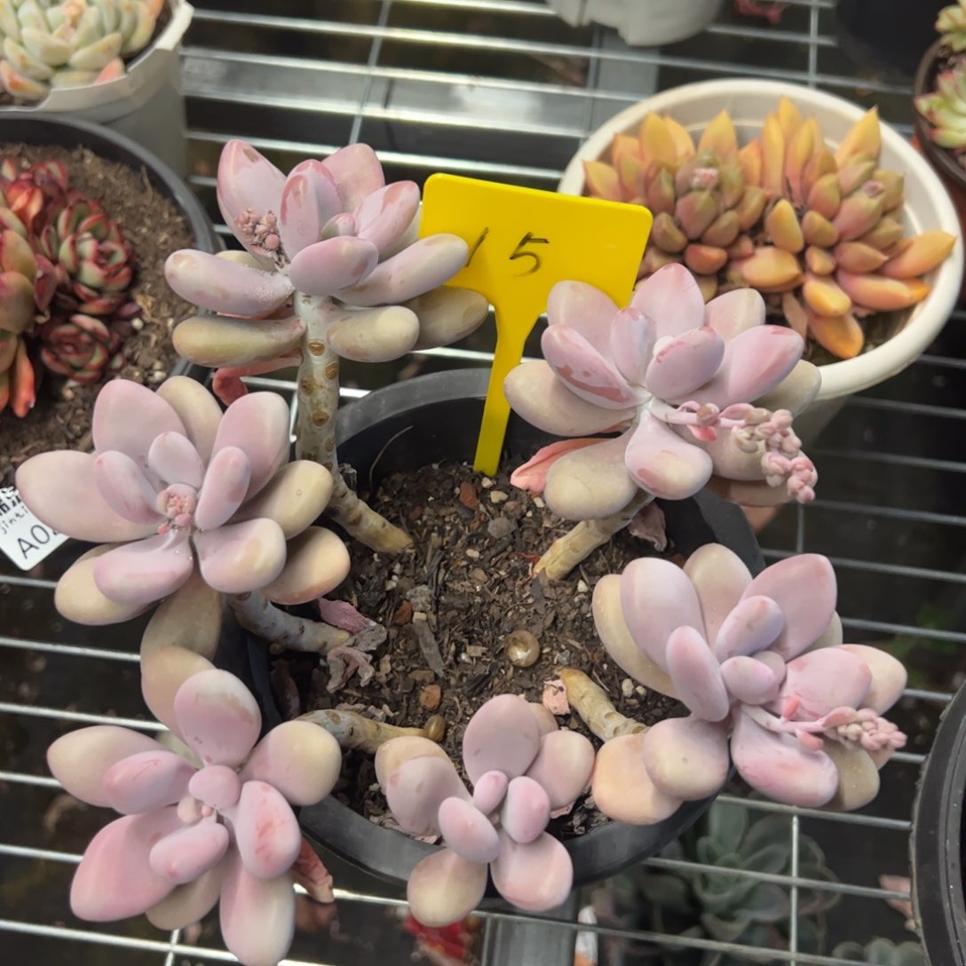 桃蛋一物一拍2359
