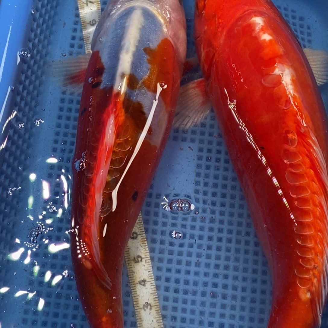 锦鲤冷水锦鲤包邮